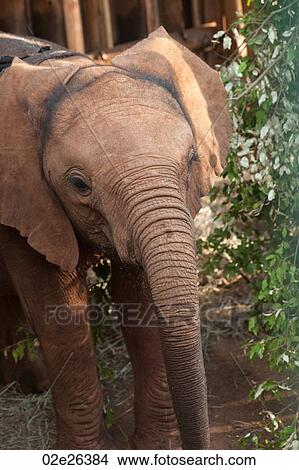 Picture - Baby elephant in Kenya Africa. Fotosearch