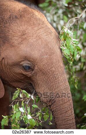 Baby elephant in Kenya Africa View Large Photo Image Stock Photo - Baby elephant in Kenya Africa. Fotosearch