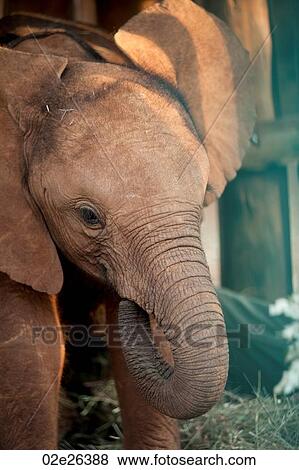 Baby elephant in Kenya Africa View Large Photo Image Stock Photo - Baby elephant in Kenya Africa. Fotosearch