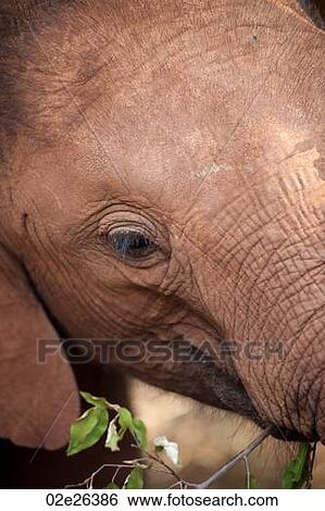 Baby elephant in Kenya Africa View Large Photo Image Stock Photograph - Baby elephant in Kenya Africa. Fotosearch