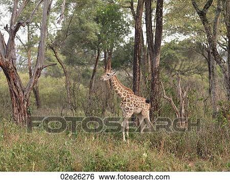 Baby Giraffe in Kenya Africa View Large Photo Image Stock Photograph - Baby Giraffe in Kenya Africa. Fotosearch