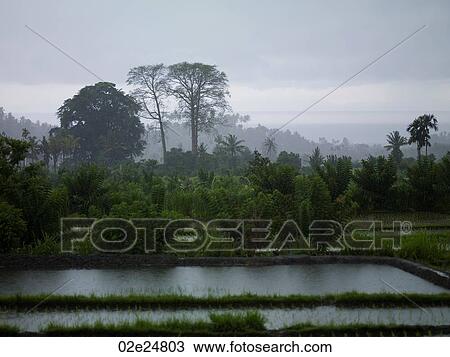 Bali landscape View Large Photo Image Stock Image - Bali landscape. Fotosearch