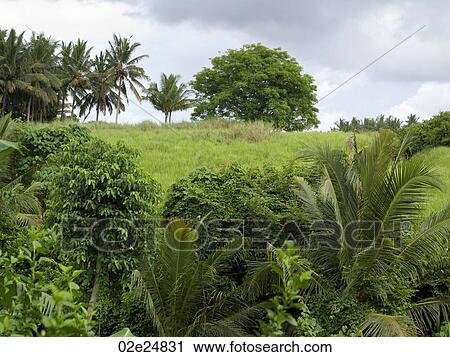 Bali landscape View Large Photo Image Stock Image - Bali landscape. Fotosearch