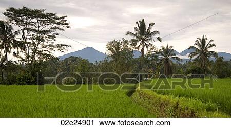 Bali landscape View Large Photo Image Stock Image - Bali landscape. Fotosearch