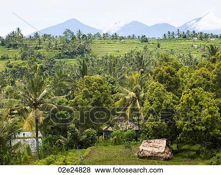 Bali landscape View Large Photo Image Stock Photo - Bali landscape. Fotosearch