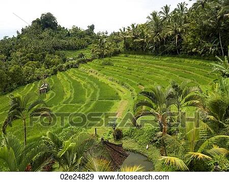 Stock Photo - Bali landscape. Fotosearch