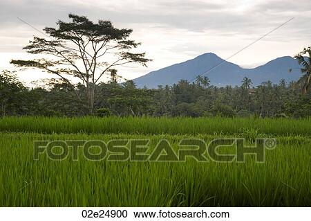 Stock Image - Bali lanscape. Fotosearch