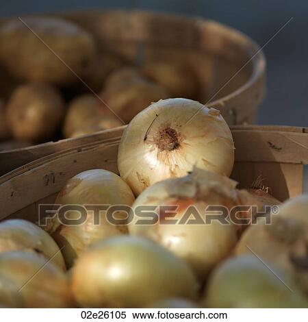 Basket of onions View Large Photo Image Stock Photography - Basket of onions. Fotosearch