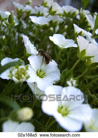 Bee on a white flower View Large Photo Image Stock Photography - Bee on a white flower. Fotosearch