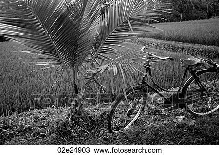 Bicycle in a field in Bali View Large Photo Image Stock Image - Bicycle in a field in Bali. Fotosearch