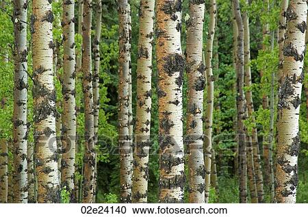 Birch trees in forest. View Large Photo Image Stock Image - Birch trees in forest.. Fotosearch
