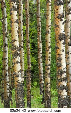 Stock Image - Birch trees in forest.. Fotosearch