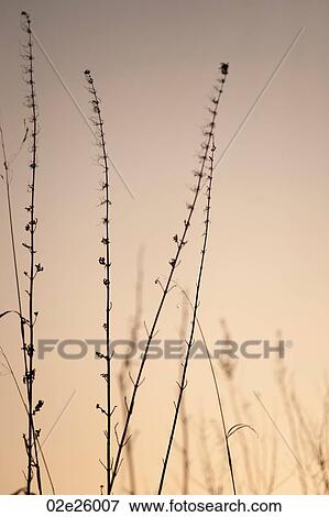Birds on tree branches in Gimli, Manitoba, Canada View Large Photo Image Stock Photo - Birds on tree branches in Gimli, Manitoba, Canada. Fotosearch