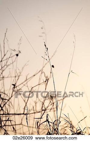 Birds on tree branches in Gimli, Manitoba, Canada View Large Photo Image Stock Photo - Birds on tree branches in Gimli, Manitoba, Canada. Fotosearch