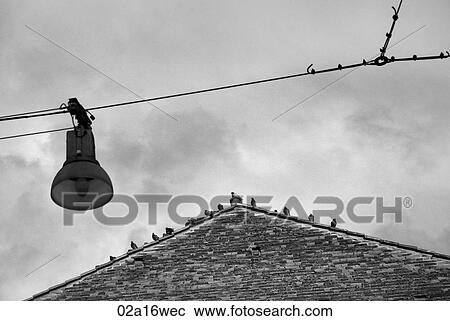 Birds perch on rooftop in Bologna, Italy View Large Photo Image Stock Image - Birds perch on rooftop in Bologna, Italy. Fotosearch