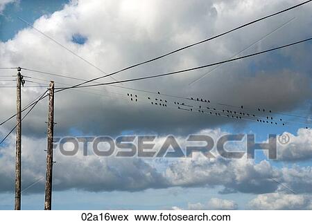 Birds perched on a telegraph wire, Cork, Ireland View Large Photo Image Stock Photo - Birds perched on a telegraph wire, Cork, Ireland. Fotosearch