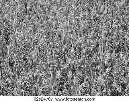 Black and White image of foliage in Bali View Large Photo Image Stock Photo - Black and White image of foliage in Bali. Fotosearch