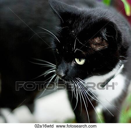 Black cat View Large Photo Image Stock Image - Black cat. Fotosearch