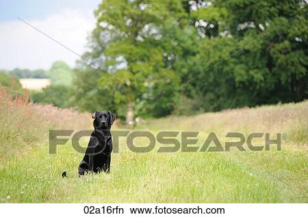 Picture - Black labrador in field. Fotosearch