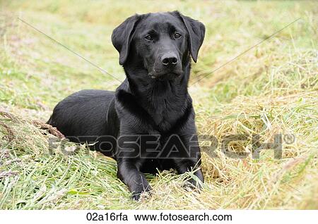 Black labrador laying in a field of hay View Large Photo Image Stock Image - Black labrador laying in a field of hay. Fotosearch