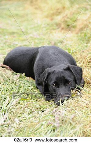 Black labrador laying in a field of hay View Large Photo Image Stock Photo - Black labrador laying in a field of hay. Fotosearch