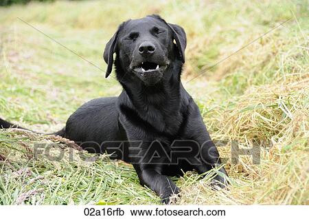 Black labrador laying in a field of hay- sneezing View Large Photo Image Stock Image - Black labrador laying in a field of hay- sneezing. Fotosearch