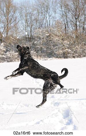 Black labrador playing in the snow View Large Photo Image Stock Photograph - Black labrador playing in the snow. Fotosearch