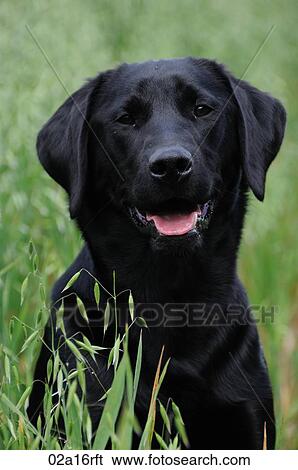 Black labrador portrait View Large Photo Image Stock Photograph - Black labrador portrait. Fotosearch