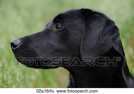 Black labrador portrait View Large Photo Image Stock Photograph - Black labrador portrait. Fotosearch