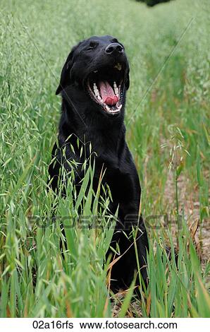 Black labrador sitting in a field of oats - yawning View Large Photo Image Stock Photograph - Black labrador sitting in a field of oats - yawning. Fotosearch