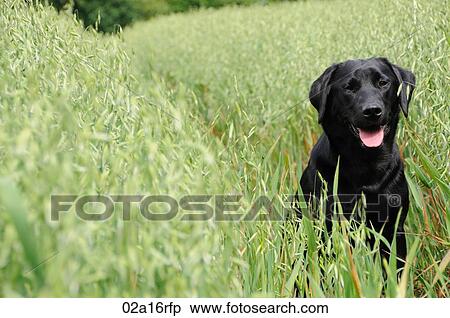 Black labrador sitting in a field of oats View Large Photo Image Stock Photography - Black labrador sitting in a field of oats. Fotosearch