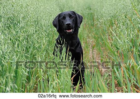 Black labrador sitting in a field of oats View Large Photo Image Stock Photography - Black labrador sitting in a field of oats. Fotosearch