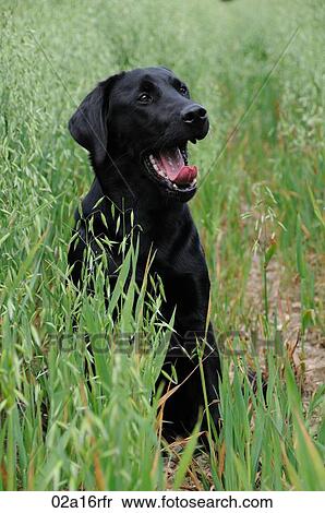 Stock Photography - Black labrador sitting in a field of oats - yawning. Fotosearch