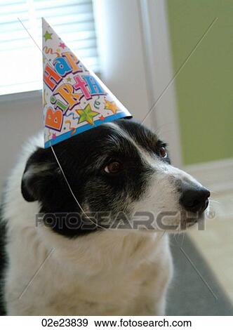 Border Collie dog celebrating birthday. View Large Photo Image Stock Photo - Border Collie dog celebrating birthday.. Fotosearch