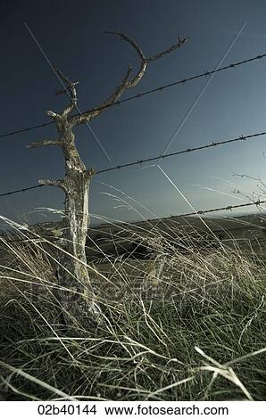 Picture - Branch caught in barb wire. Fotosearch