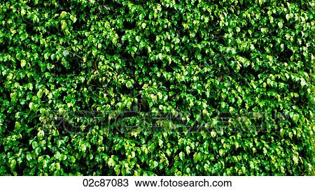 Bright green background of a hedge of leaves. View Large Photo Image Stock Image - Bright green background of a hedge of leaves.. Fotosearch