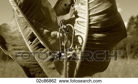 Broad leaves and withered blossoms. View Large Photo Image Stock Image - Broad leaves and withered blossoms.. Fotosearch