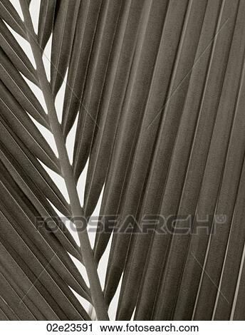 Stock Image - B&W close-up of palm leaf.. Fotosearch