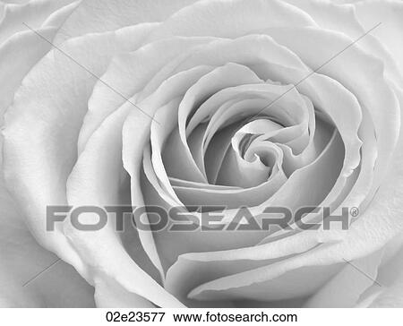 B&W close-up of rose. View Large Photo Image Stock Photo - B&W close-up of rose.. Fotosearch