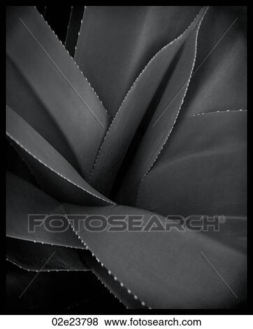 Stock Photo - B&W close up of tropical plant.. Fotosearch