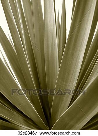 Stock Photo - B&W tropical palm leaves.. Fotosearch