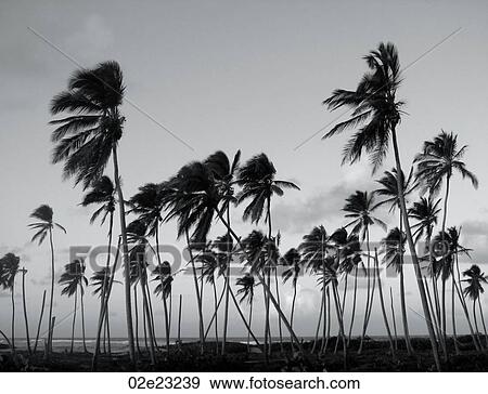 Stock Photo - B&W wind blown palm trees in Caribbean.. Fotosearch