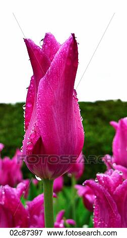 Stock Photo - Canada's Ottawa Tulip Festival.. Fotosearch