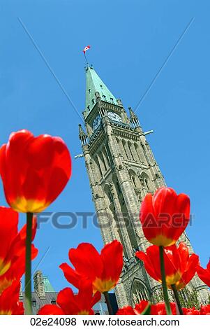 Canada's Peace Tower, during Tulip Festival. View Large Photo Image Stock Photo - Canada's Peace Tower, during Tulip Festival.. Fotosearch