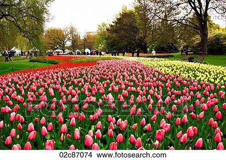 Picture - Canadian cities, scenic landscape of Ottawa Canada, tulip festival.. Fotosearch