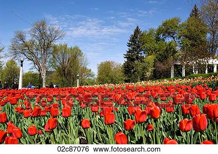 Canadian cities, scenic landscape of Ottawa Canada, tulip festival. View Large Photo Image Stock Photograph - Canadian cities, scenic landscape of Ottawa Canada, tulip festival.. Fotosearch