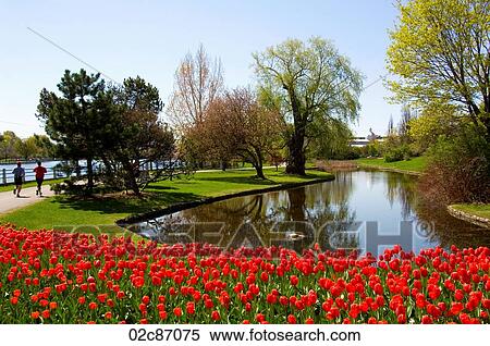 Canadian cities, scenic landscape of Ottawa Canada, tulip festival. View Large Photo Image Stock Photography - Canadian cities, scenic landscape of Ottawa Canada, tulip festival.. Fotosearch