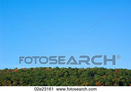 Canopy of tree tops with blue sky. View Large Photo Image Stock Image - Canopy of tree tops with blue sky.. Fotosearch