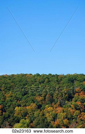 Canopy of tree tops with blue sky. View Large Photo Image Stock Image - Canopy of tree tops with blue sky.. Fotosearch