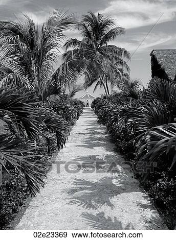 Stock Photo - Caribbean palm trees and pathway.. Fotosearch